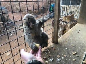 Feeding the Japanese Snow Monkey